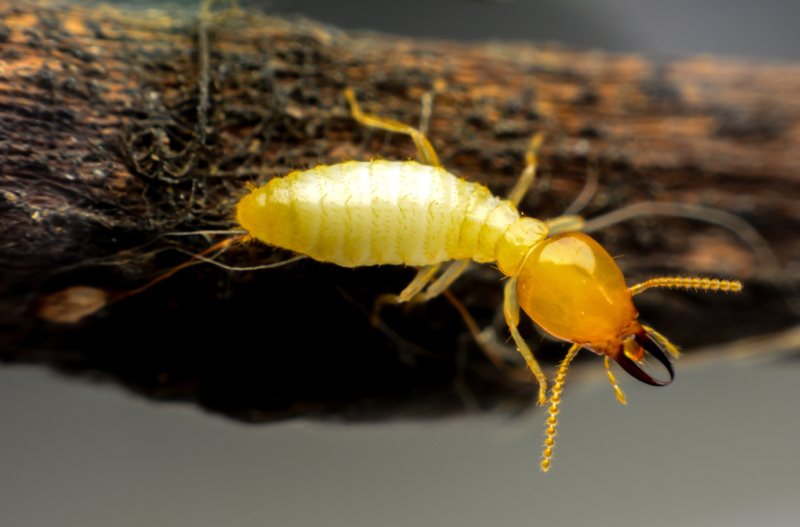 diagnostic termites pas cher pour maison à vendre à mont-de-marsan et pau et en nouvelle-aquitaine
